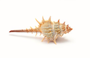 tropikal deniz kabuğu