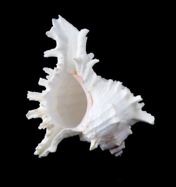 Deniz kabuğu ise