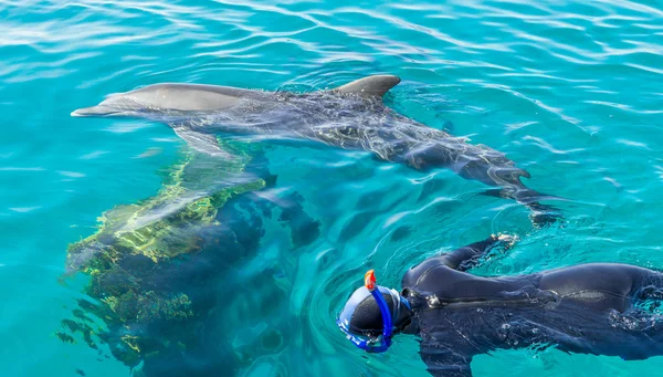 Yunuslarla snorkeling — Stok fotoğraf
