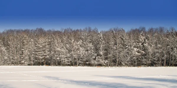 Winter forest — Stock Photo, Image