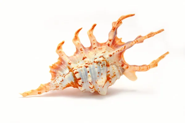 热带贝壳 — 图库照片