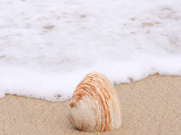 Shell na praia — Fotografia de Stock