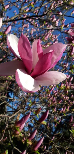 Hermosa Flor Primavera Magnolia — Foto de Stock