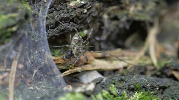 회충은 먹이를 먹습니다 방귀벌레는 꼭대기에 — 비디오