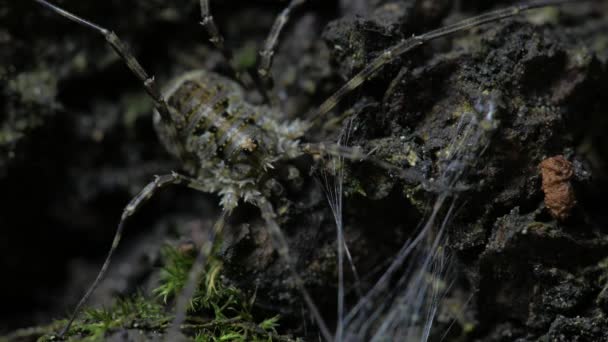 회충은 먹이를 먹습니다 방귀벌레는 — 비디오