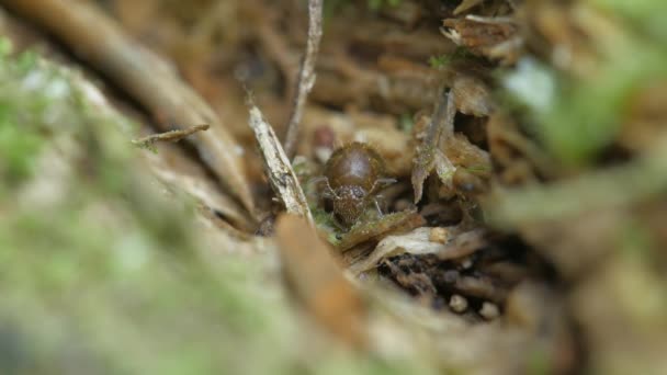 Porträtt Collembola Ruttna Träslag Överallt — Stockvideo