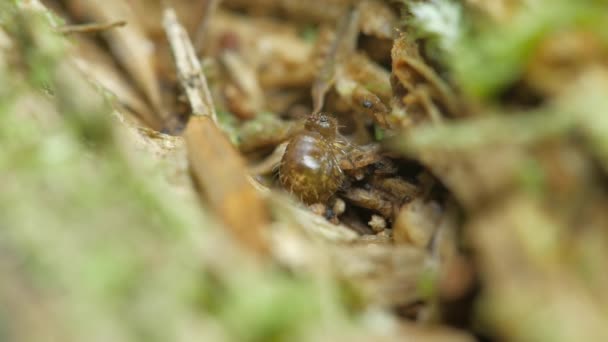 Collembola Legt Eieren Overal Dood Hout Mos — Stockvideo