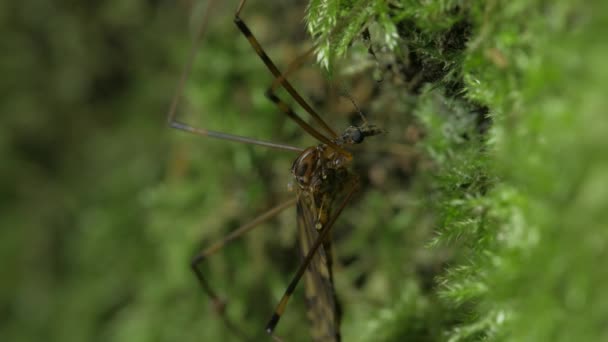 Crane Fly Sits Background Moss Average Plan — Stock Video