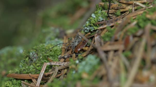Opilionlar Yosun Liken Arasında Taklitle Saklanır Sonra Kaçtı — Stok video