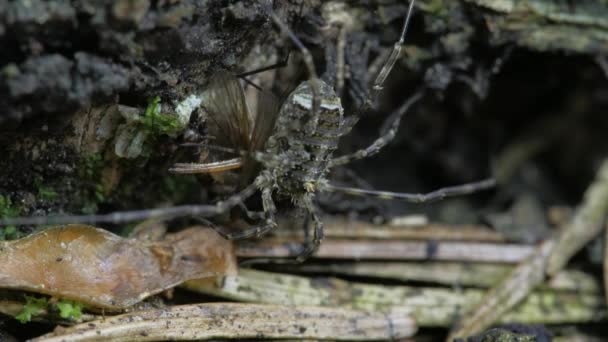 Opilionas Comem Presa Opiliones Senta Madeira Podre — Vídeo de Stock