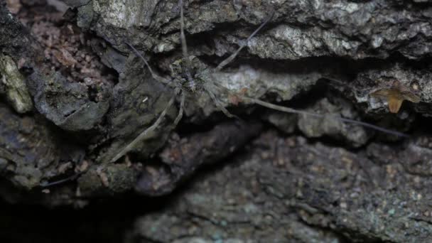 Opiliones Sentam Bark Uma Árvore — Vídeo de Stock