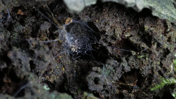 Visón Araña Está Palmeado Araña Acechaba Agujero — Vídeo de stock