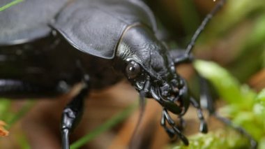 Büyük siyah bir yer böceği çimenlerde oturur. Yakın plan..
