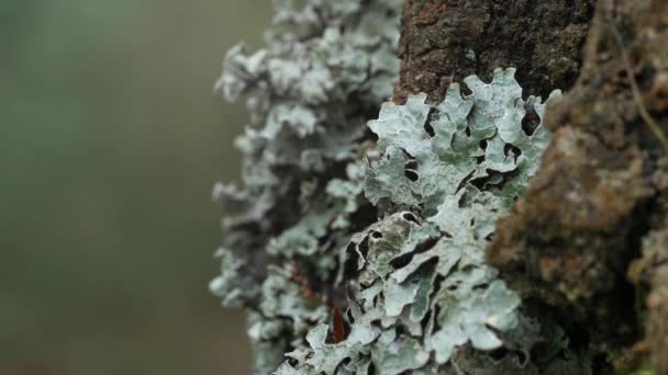 Lichen Φυτρώνει Στο Φλοιό Των Πεύκων Λειχήνα Αποτελείται Από Τις — Αρχείο Βίντεο