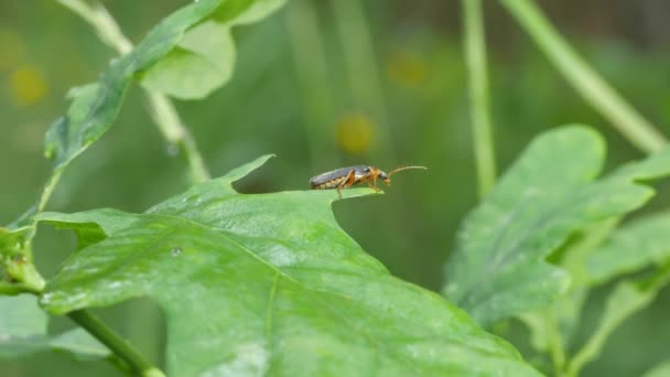 Bir Böcek Cantharidae Meşe Yaprağının Üzerinde Oturur Genel Plan — Stok video