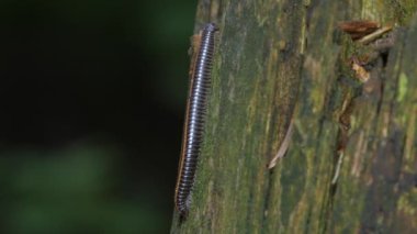 Julida yaşlı bir ağaca oturur. Genel plan..