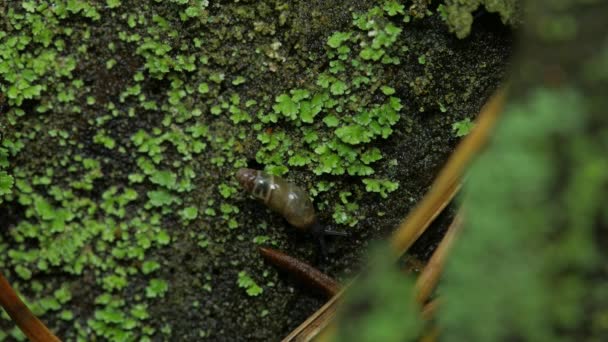 Seekor Siput Merangkak Atas Kayu Busuk Lichen Tumbuh Sekitar Rencana — Stok Video