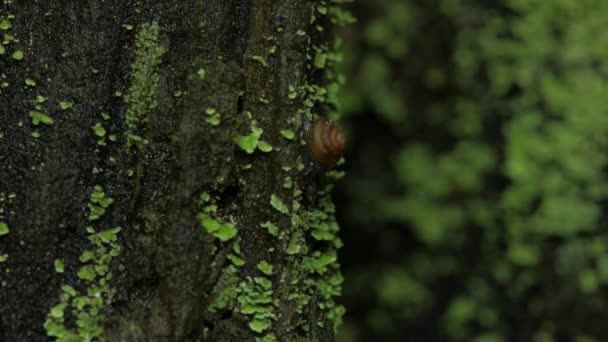 Çürük Ağaçta Sürünen Bir Salyangoz Lichen Her Yerde Yetişiyor Genel — Stok video