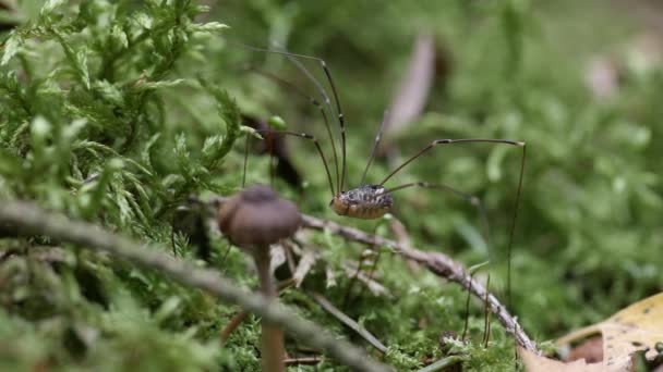 Les Opiliones Sont Sur Mousse Puis Enfuit Côté Champignon Plan — Video