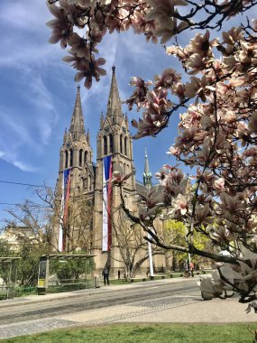 Katedralin arka planında manolya çiçekleri