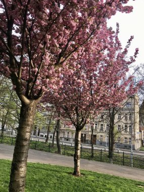 Parkta çiçek açan bahar ağaçları