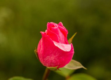 tek bir pembe Gül bahçesinde. 