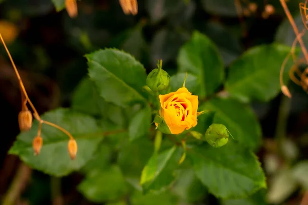 Uma Única Rosa Amarela Jardim Das Rosas — Fotografia de Stock