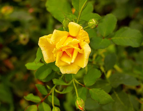 Een Enkele Gele Roos Rozen Tuin — Stockfoto