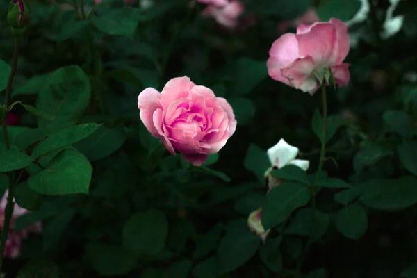 在玫瑰花园里放一朵粉红的玫瑰 — 图库照片