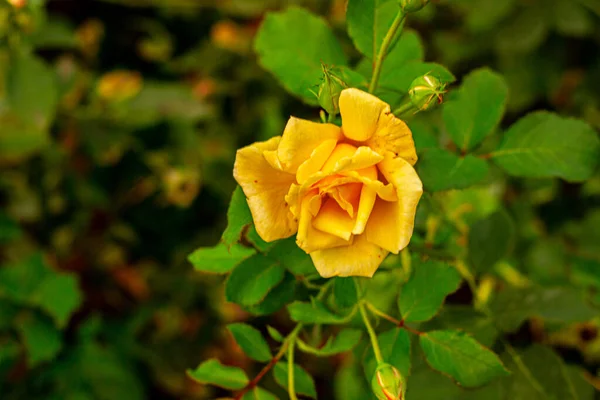 Uma Única Rosa Amarela Jardim Das Rosas — Fotografia de Stock