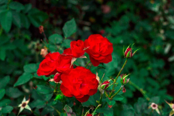 玫瑰花园中的红玫瑰 — 图库照片