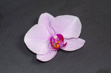 Baqckground ve kartpostallar için arşiv çiçekleri olan tatlı çöl