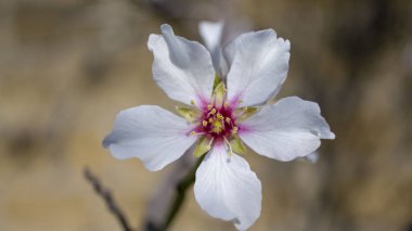 Arka plan için güzel sulu renkli çiçekler.