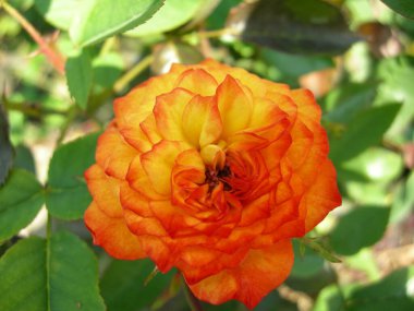 Arka plan için güzel sulu renkli çiçekler.