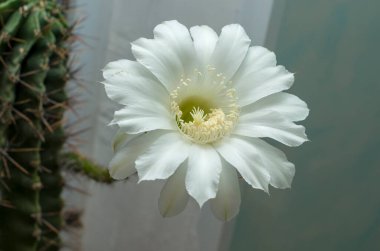 Beyaz kasımpatı kaktüsü çiçeği 