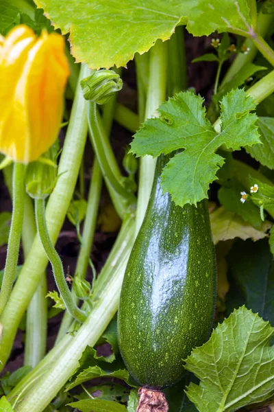 Raw färsk blommande zucchini grönsaksträdgård närbild selektivt fokus. — Stockfoto