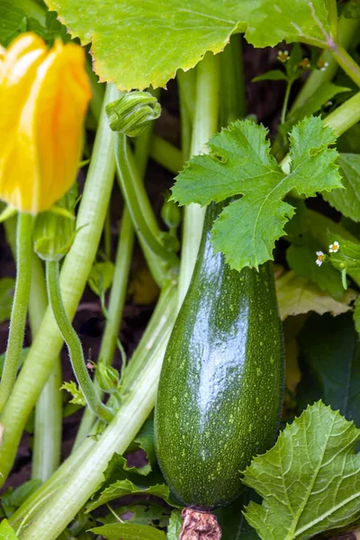 Raw fresh flowering zucchini vegetable garden closeup selective focus. — Stock Photo, Image