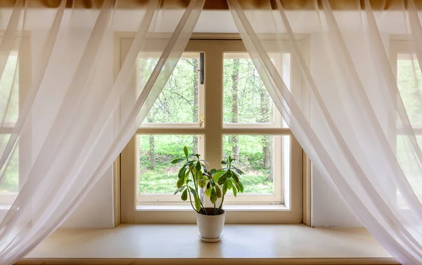 Une plante pot rebord de fenêtre avec des rideaux blancs intérieur de la maison. Jardinage botanique à domicile. — Photo