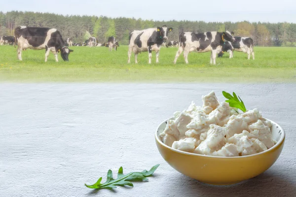 Ricotta dairy product cottage cheese ceramic bowl white table cows field background — Stock Photo, Image