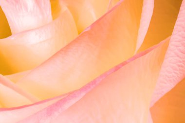 Yaz rengi pembe gül yaprakları Sevgililer Günü için yumuşak arkaplan