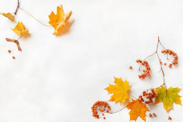 Outono outono amarelo folhas decoração branco fundo — Fotografia de Stock