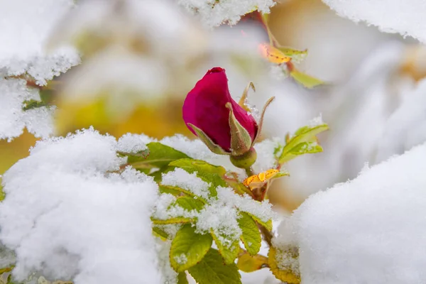 Red rose green leaves covered frost snow autumn. Global climate changes concept.