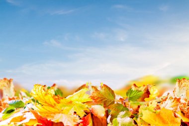 Düşen soyut renkli sonbahar yaprakları mavi gökyüzüne karşı