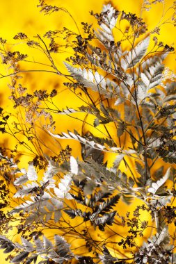 Gelecekteki bir kartpostal için hazırlık. Renkli arka planda kurumuş çiçekler