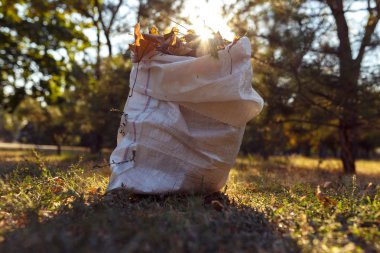 genç çocuk düşen yapraklar sonbaharda toplar.
