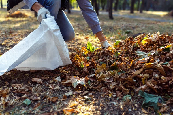 Jonge jongen verzamelt gevallen bladeren in de herfst — Stockfoto