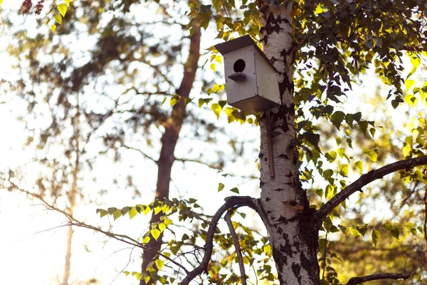 Birfhouse na brzozy — Zdjęcie stockowe