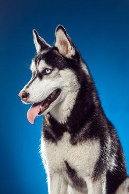 Stüdyo yetişkin erkek husky