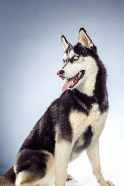 Stüdyo yetişkin erkek husky