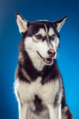 Stüdyo yetişkin erkek husky